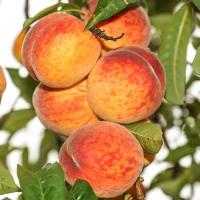 Что за фрукт нектарин — гибрид персика и чего-то еще, как его получить