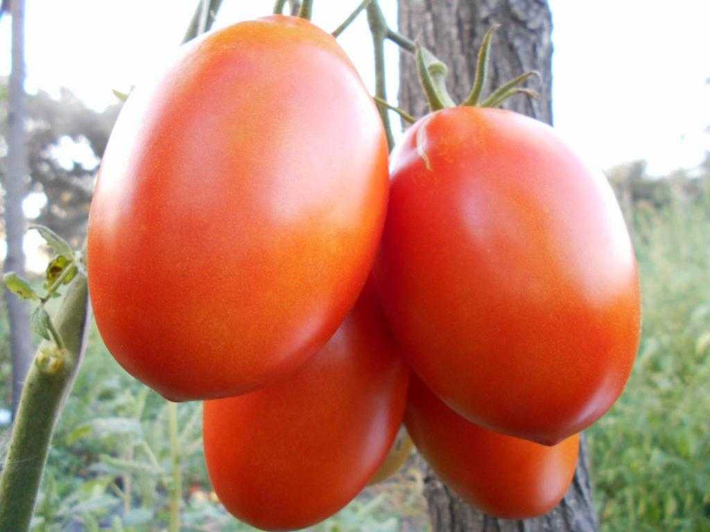 О томате Гусиное яйцо: описание сорта, характеристики помидоров, посев