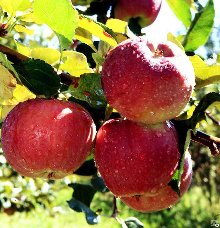 Сорт яблони апорт: описание, достоинства и недостатки, подвиды, фото, отзывы