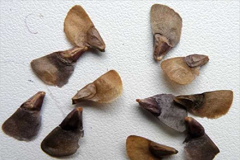 Пихта размножение семенами баклажаны сажать семена