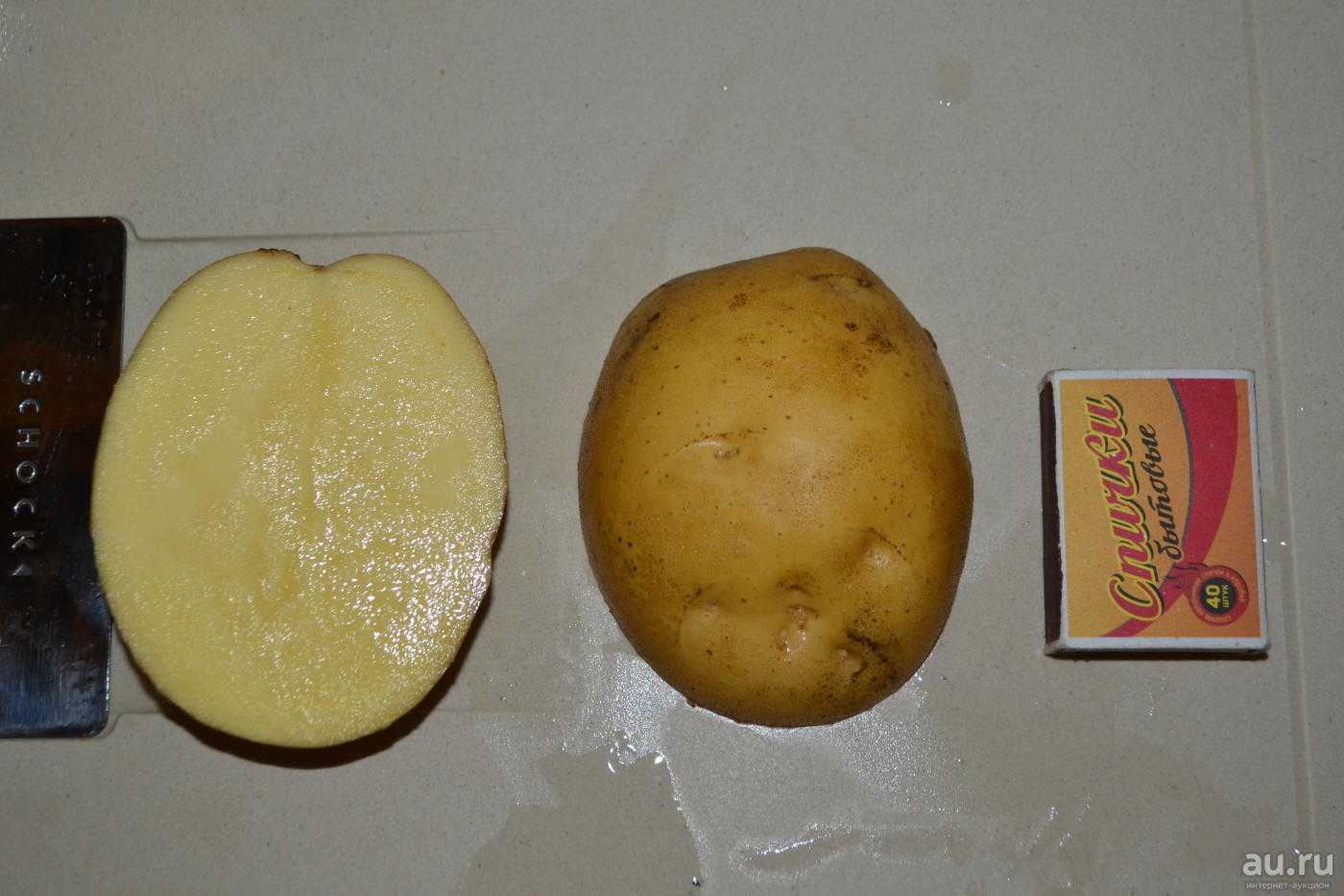 Сорт картофеля Латона