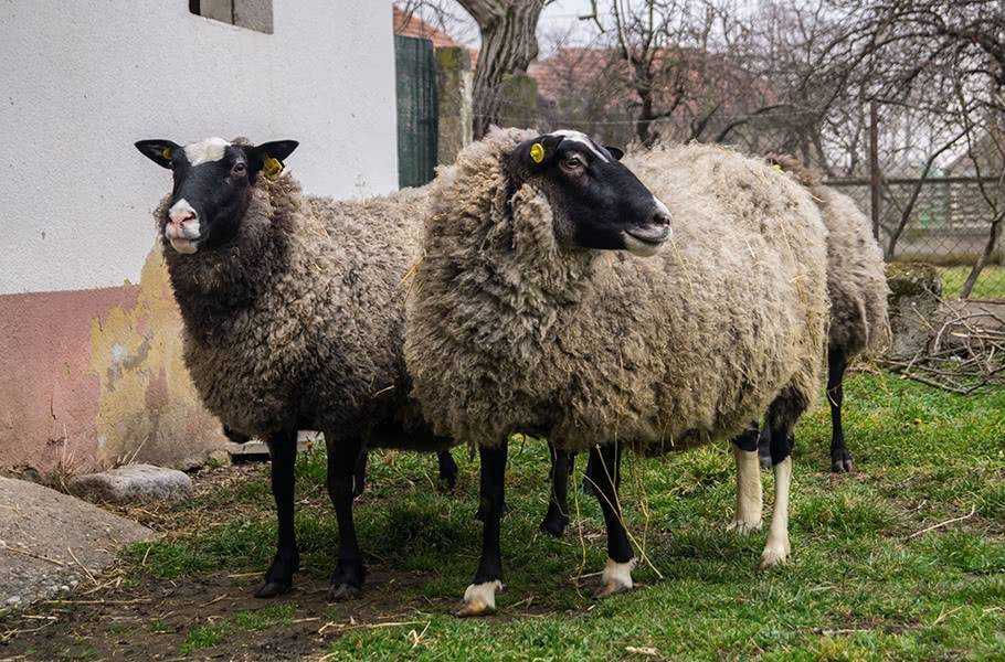 Мясные породы овец в россии с фото и описанием