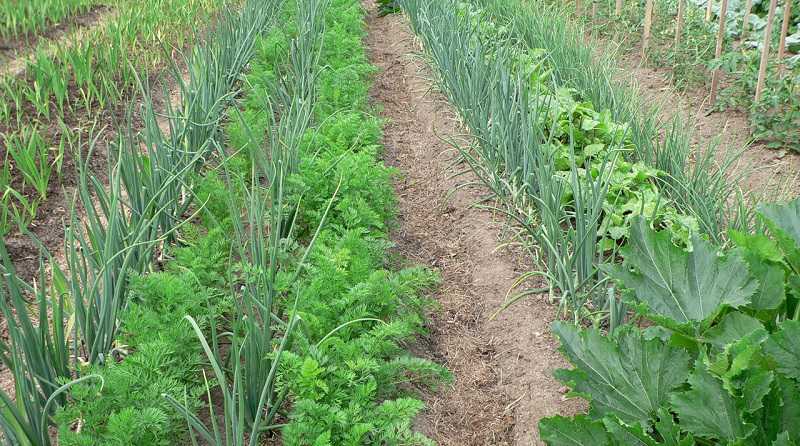 Морковь и лук на одной грядке: схема посадки и можно ли их вообще сажать рядом, а также когда лучше всего это делать и как ухаживать за растениями?