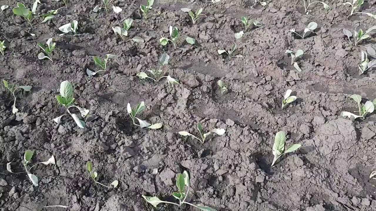 Какие удобрения под капусты необходимо вносить для получения хорошего урожая