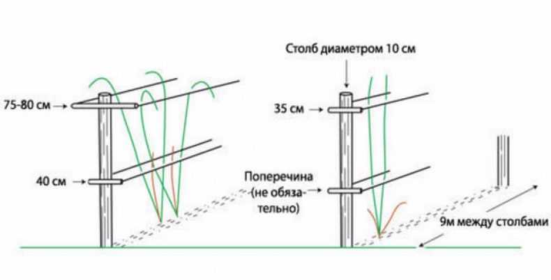 Схема шпалеры для ежевики