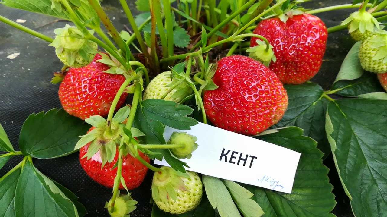 О сорте клубники Кент: описание, агротехника выращивания, как ухаживать