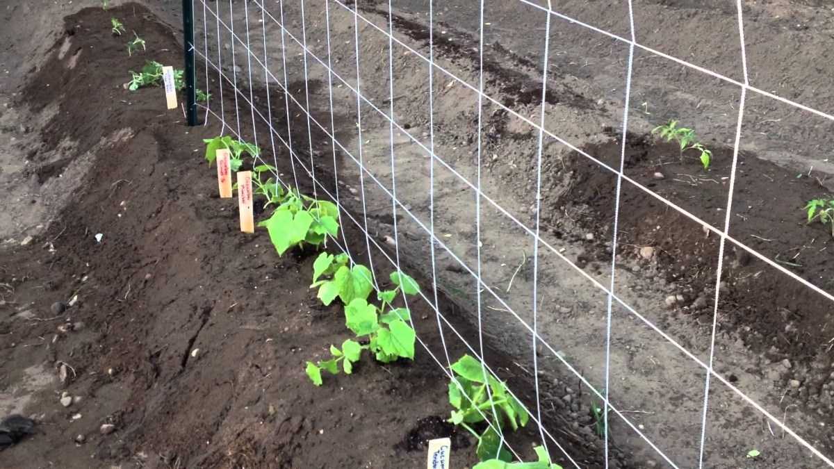 Огірки: вирощування із насіння на городі