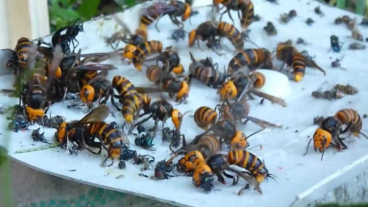 Жизнь пчел