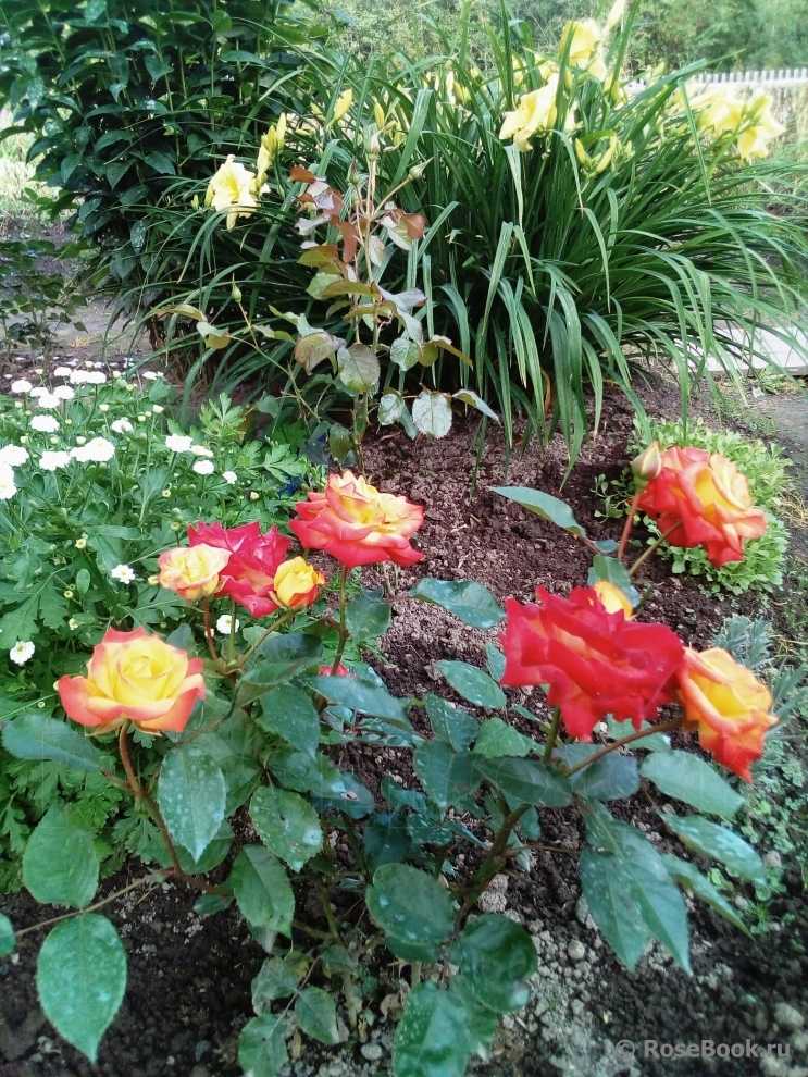 Розы группы флорибунда с описанием лучших сортов