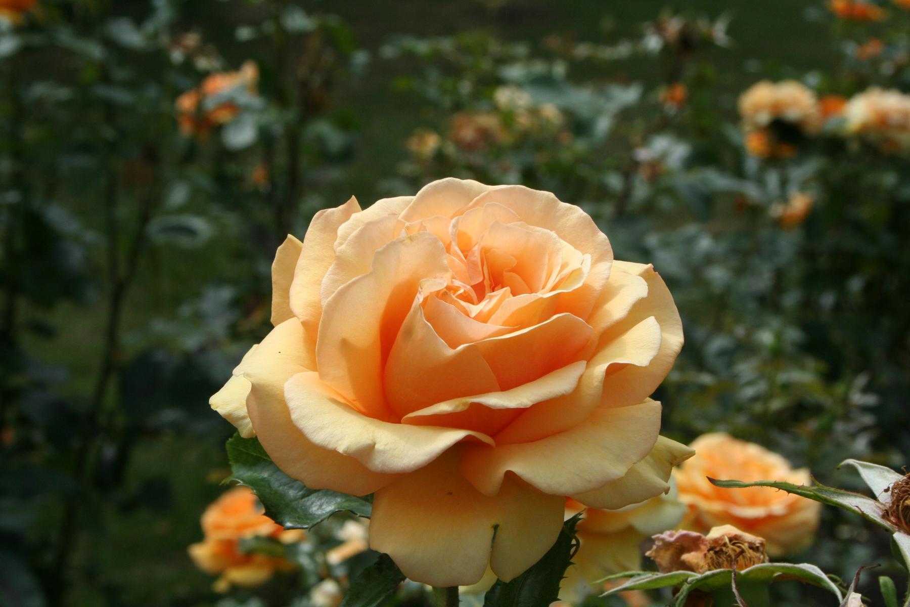 Чайная роза какого цвета фото