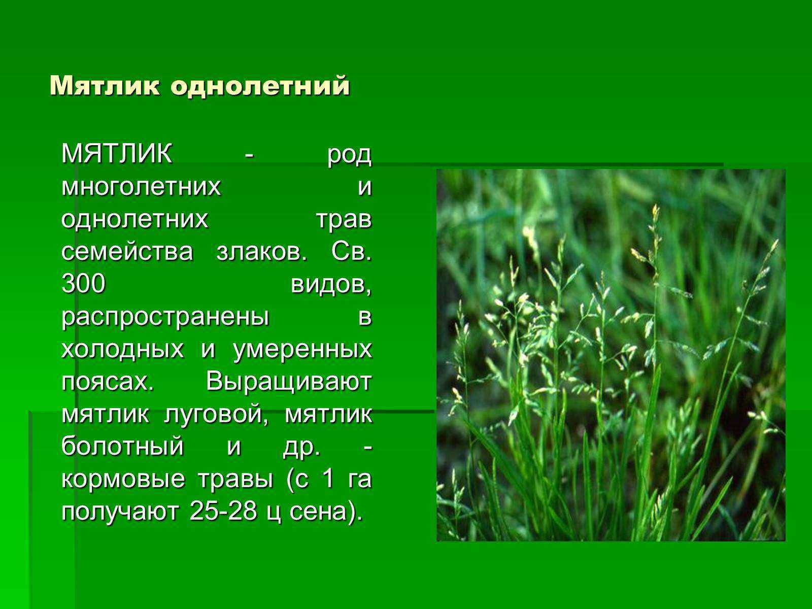 Разнообразие луговых растений: цветы и травы