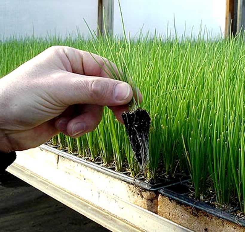 Обработка лука-севка перед посадкой весной 2019 года, как правильно обрабатывать лук перед высадкой, готовим правильную почву
