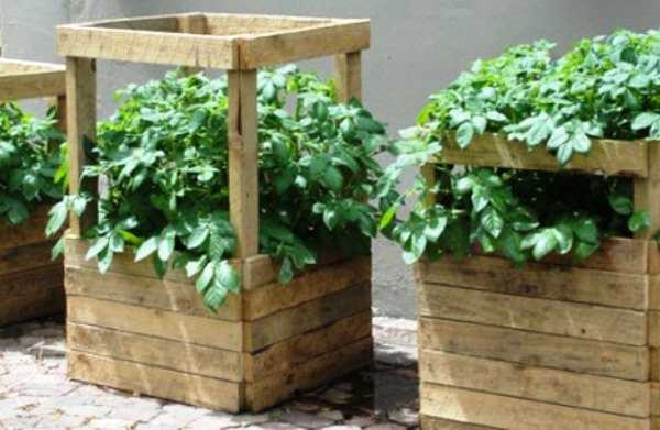 Выращивание картофеля: 7 эффективных способов - каталог статей на сайте - домстрой