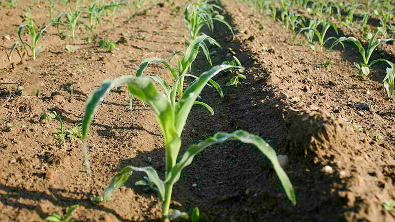 Когда высаживать рассаду кукурузы в открытый грунт?