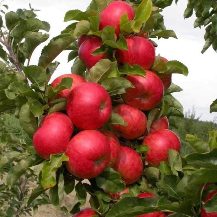 Сорт колоновидной яблони арбат: фото с описанием