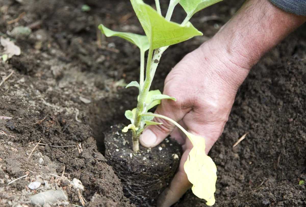 Как вырастить баклажаны в открытом грунте - подробная инструкция!