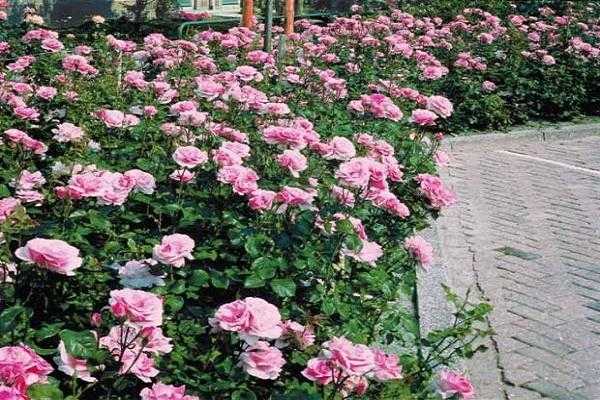 Описание немецкой почвопокровной розы обильноцветущего сорта лариса, уход