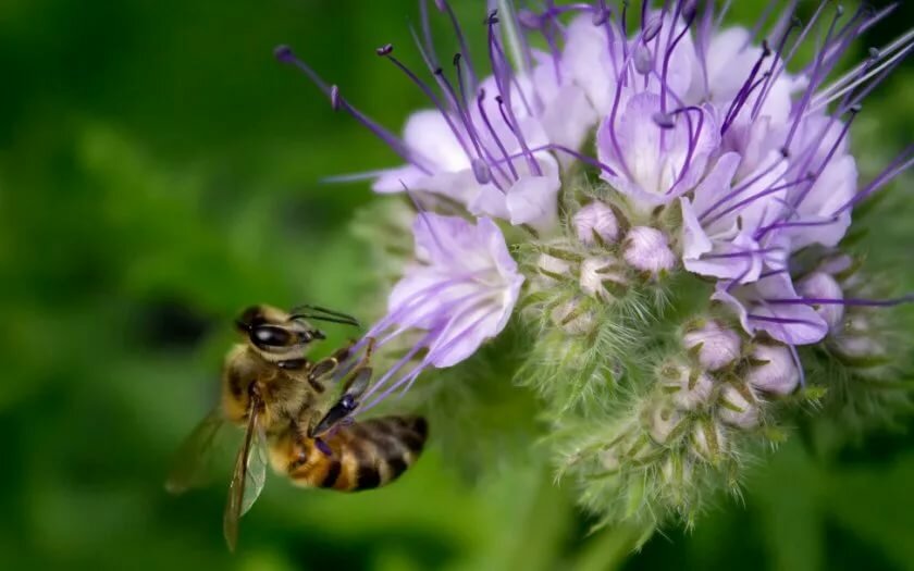 Медоносные растения и травы для пчел: названия, продуктивность, характеристики меда
