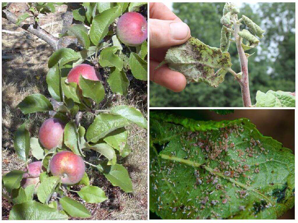 Эффективные мероприятия в случае, если появилась тля на яблоне, как бороться и чем, чтобы спасти свой сад 