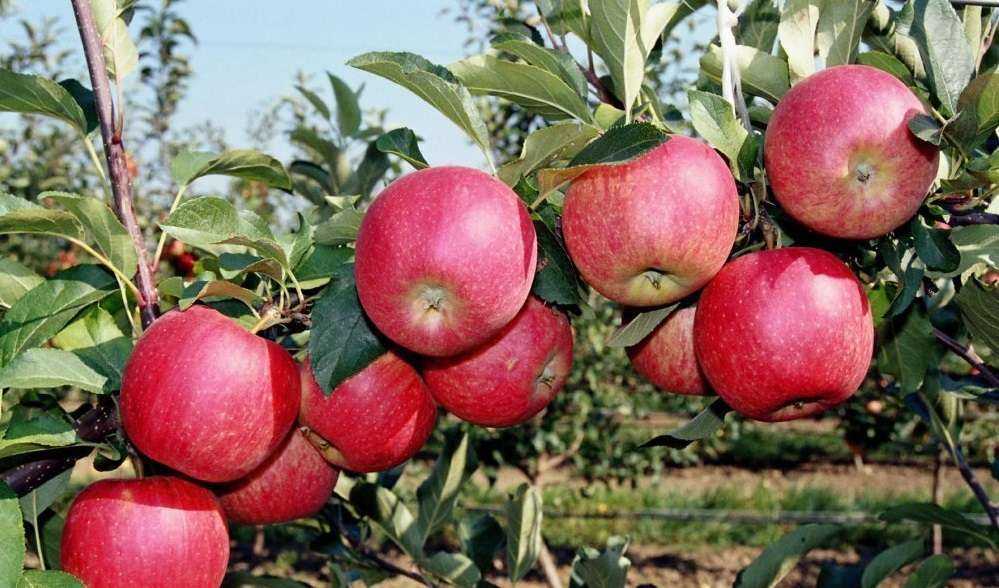 Описание яблони сорта апорт: характеристики, фото, отзывы садоводов