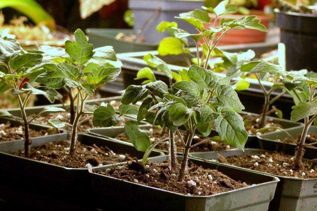 Стимуляторы роста для рассады томатов и болгарского перца: как вырастить хорошую рассаду и нужно ли для этого использовать подкормки
