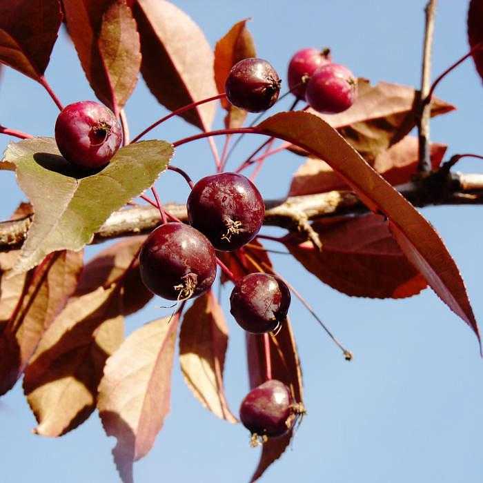 Особенности посадки и ухода за декоративной яблоней сорта роялти
