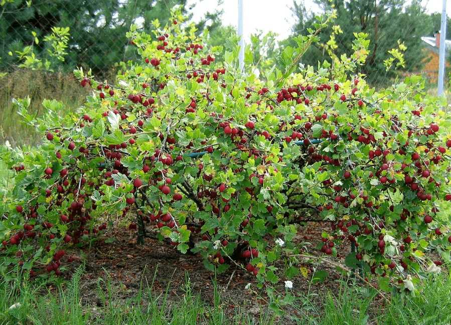 Почему красная смородина цветет а ягод нет. почему не плодоносит черная смородина? ошибки садоводов, приводящие к бесплодию смородины