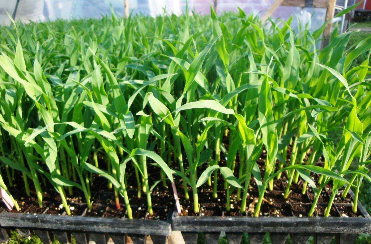 О посадке кукурузы на даче (как правильно сажать), агротехника выращивания