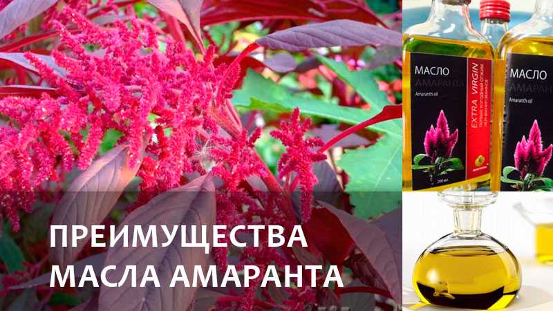 Растение амарант. полезные лечебные свойства и применение. фото