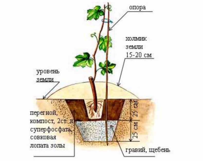 Как сажать топинамбур в открытый грунт, как выращивать, ухаживать