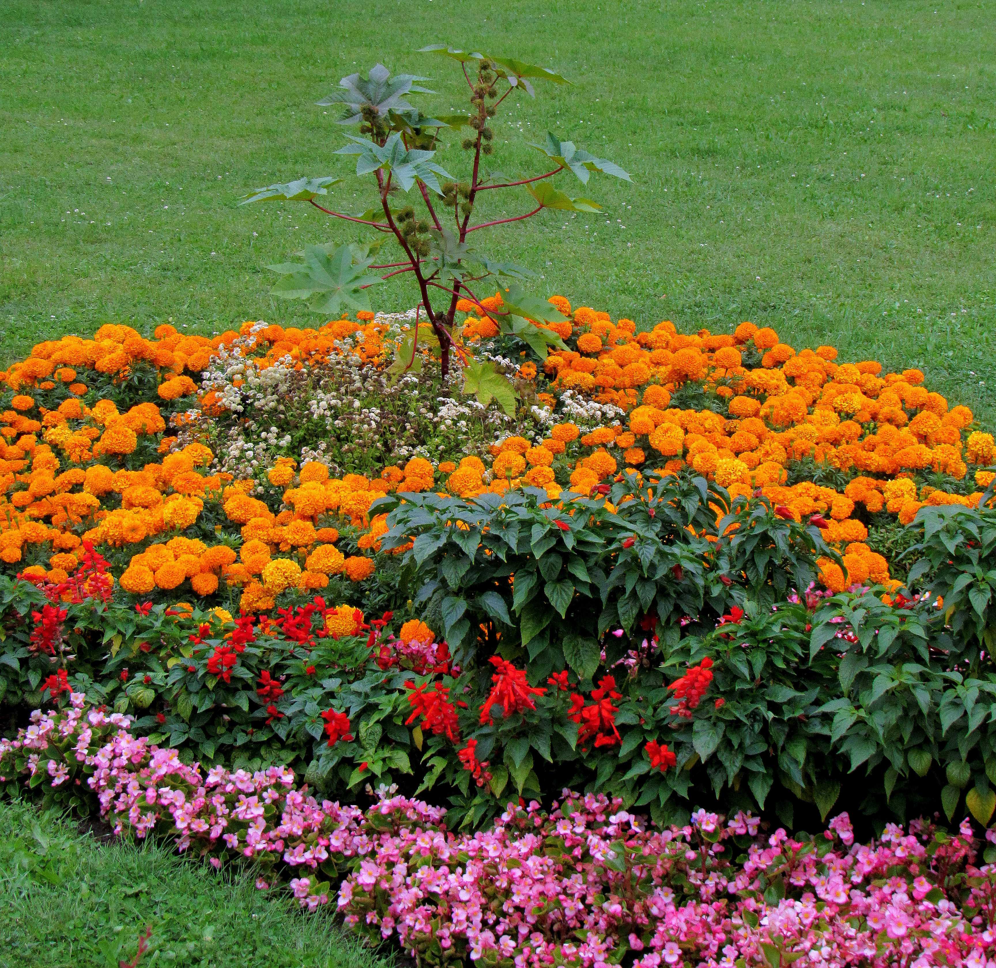 Клумба непрерывного цветения: сроки посева цветов в таблицах