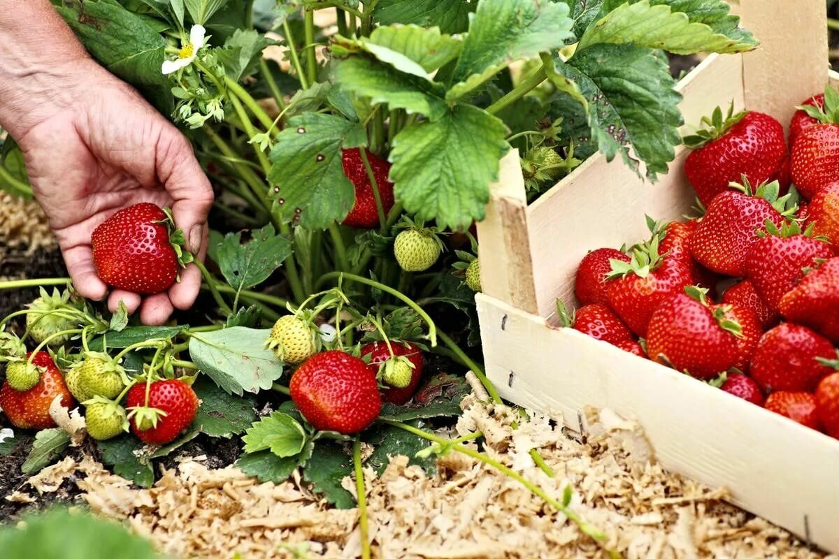 Выращивание клубники — правильная технология посадки и ухода. советы опытных садоводов по выращиванию клубники