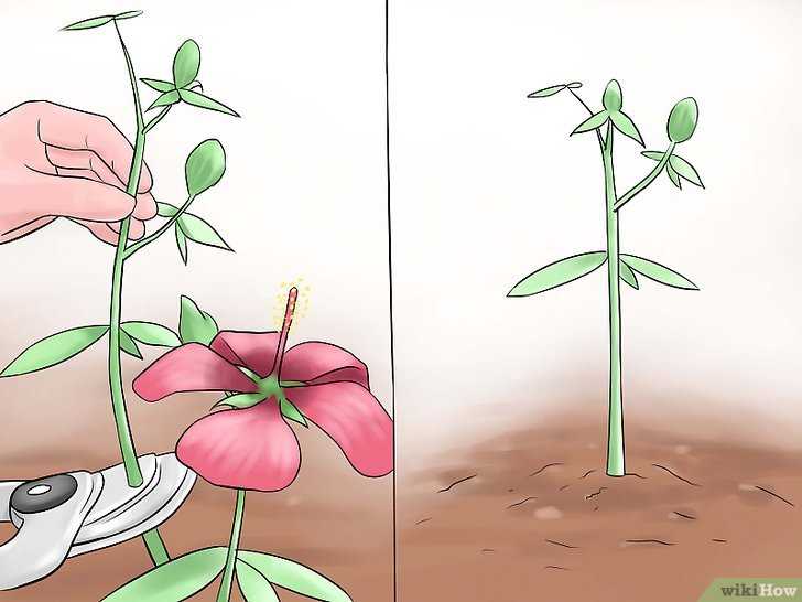 О гибискусе болотном: описание сорта, как посадить и ухаживать за растением