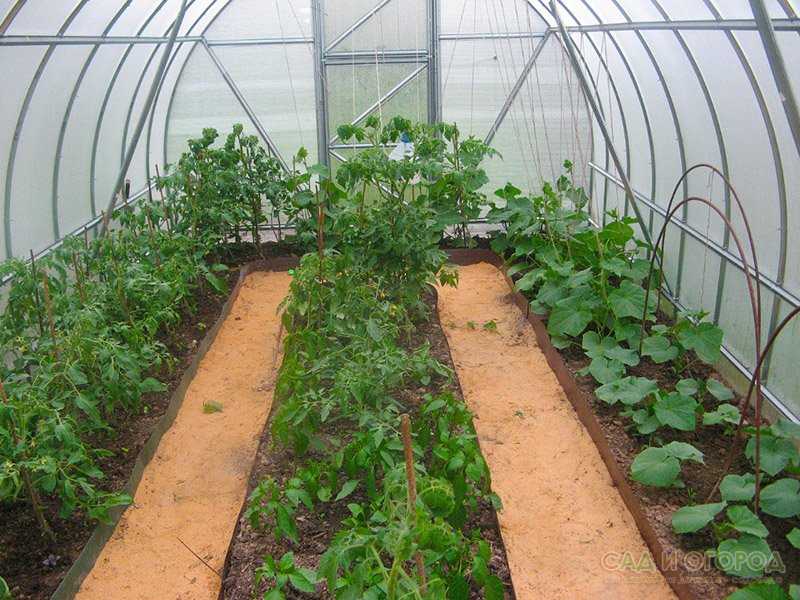 Совместимость овощных культур при посадке в теплице: совместные растения из поликарбоната, посадка совмещенная