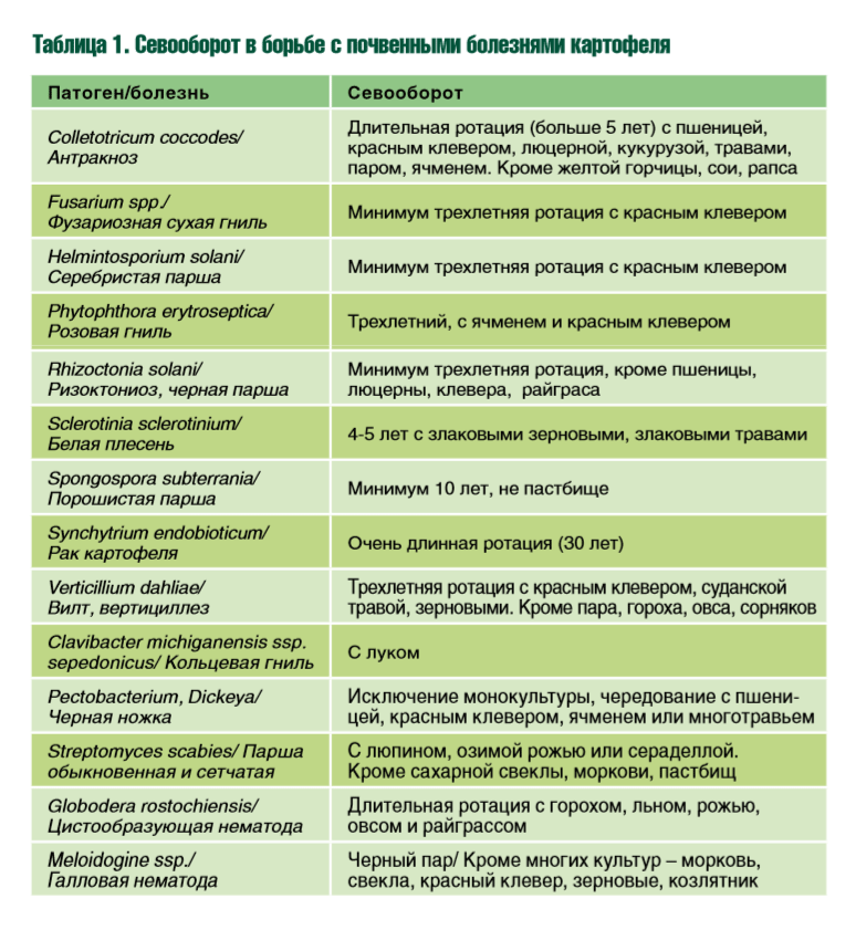 Пять способов севооборота для дачного участка