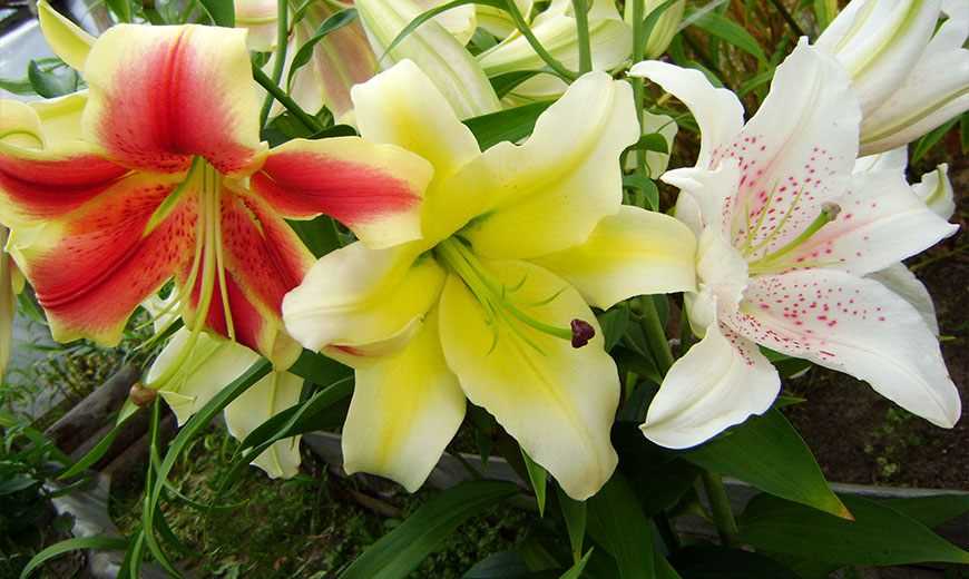 Лилия – символ чистоты, цветок с богатой историей