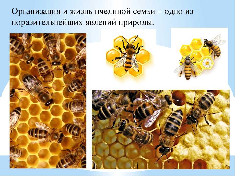 Когда и для чего объединяют пчел с разных ульев