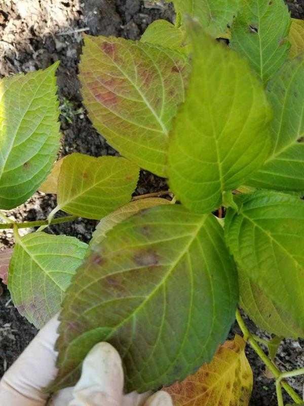 Бледные или светло-зеленые листья у гортензии: причины, чем подкормить растение