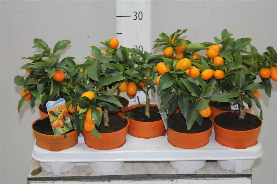 Как правильно посадить мандарин в домашних условиях