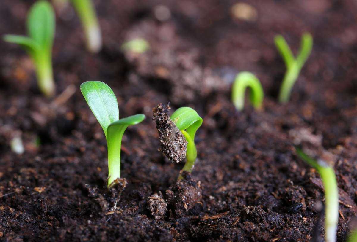 Как вырастить растение из семени время очищения организма от марихуаны