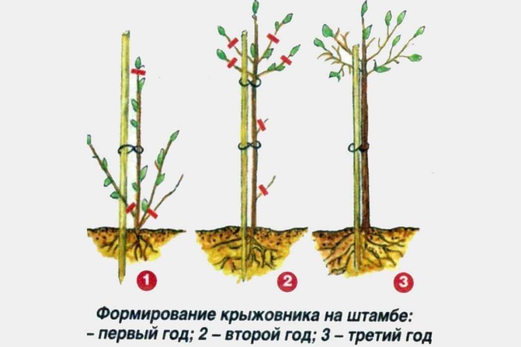 Как правильно посадить гортензию в открытый грунт весной? лучше ли посадка весной, чем осенью? как правильно сажать саженцы?