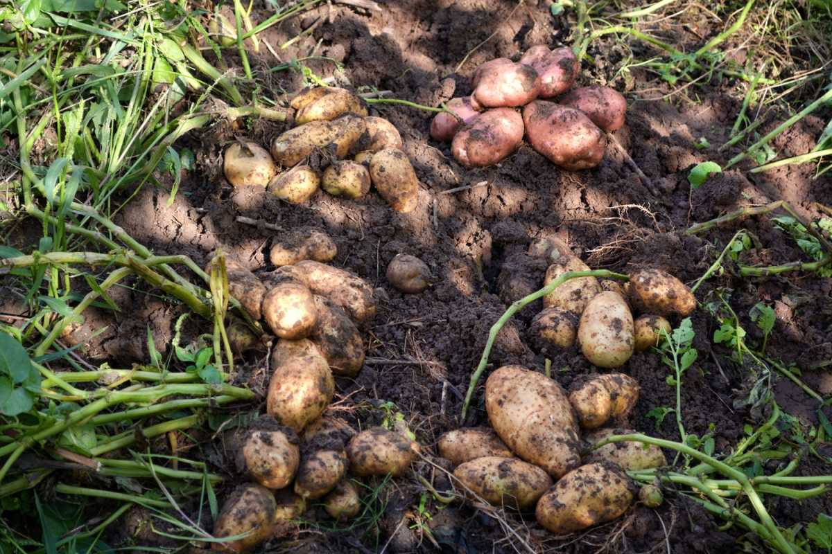 Что можно сажать после картофеля в открытом грунте на следующий год