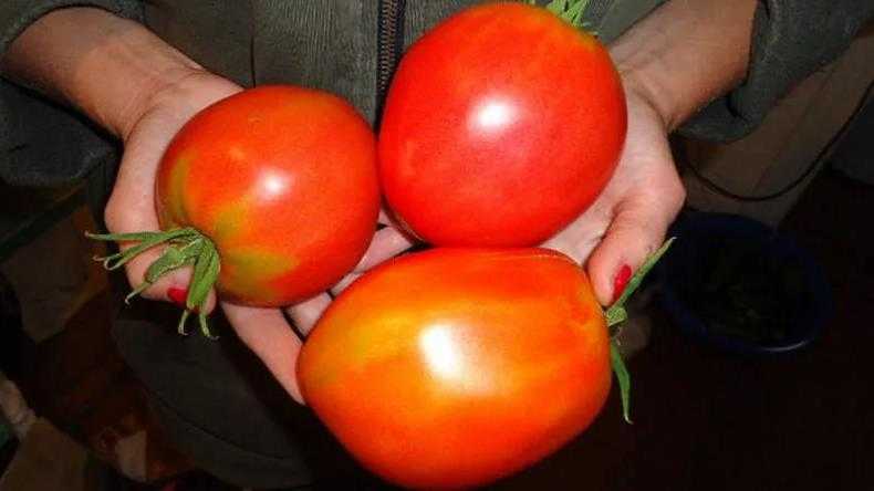 Томат "де барао черный": характеристика и описание сорта, рекомендации по уходу и выращиванию этих помидоров