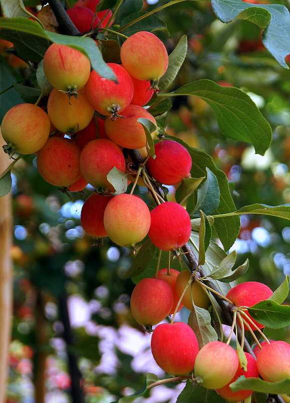 Райские яблоки сорта фото описание