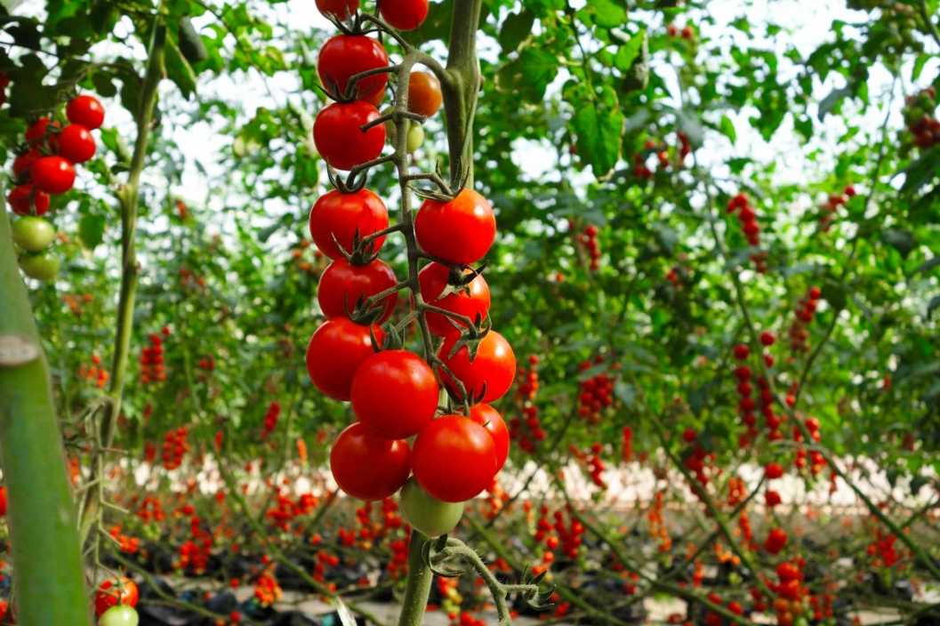 Вишня желтая: описание сорта томата, характеристики помидоров, посев