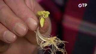 Выращивание рассады кабачков