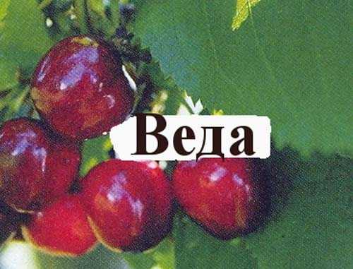 Черешня ревна