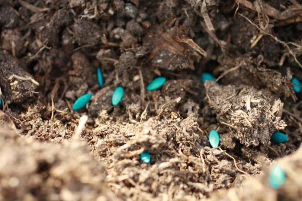 На какую глубину сажать семена огурцов в открытый грунт: простое правило