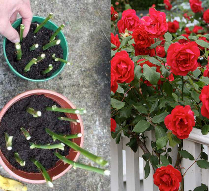 Выращивание розы из букета в домашних. Черенок розы флорибунда. Черенки кустовой розы. Черенки плетистой розы.