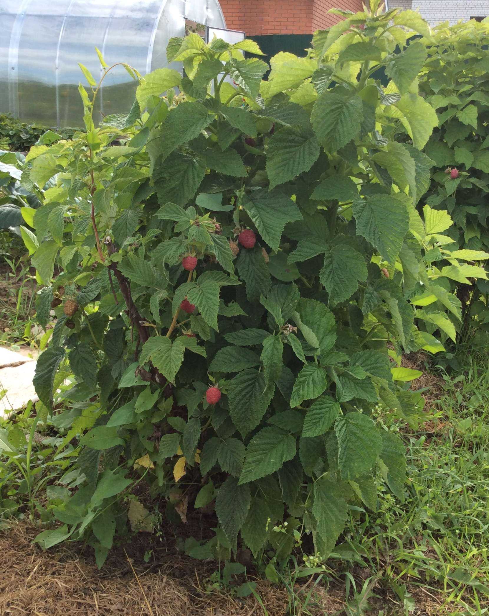 Выращивание малины таруса